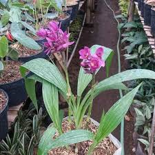 Bunga anggrek memiliki beragam variasi warna dan jenis yang sangat banyak. Tanaman Hias Bunga Spathoglottis Plicata Anggrek Tanah Mini Bunga Ungu Tanaman Tahan Panas Shopee Indonesia