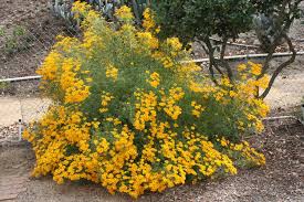 Image result for tagetes)