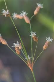 Image result for Fimbristylis bivalvis