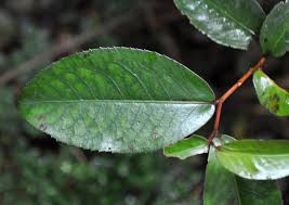 Image result for Aphloiaceae