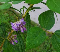 Image result for Amphicarpaea