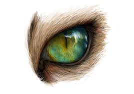 How to draw hyper realistic eye | tutorial for beginners. Digital Animal Eyes On Behance
