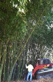 Making bamboo musical instruments, handicraft and furniture industries. Bamboo Investment Profile