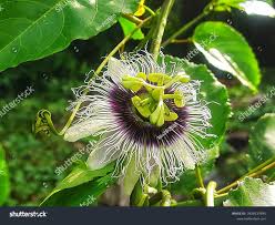 Image result for Passiflora edulis