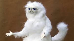 Persian Cat Room Guardian Know Your Meme