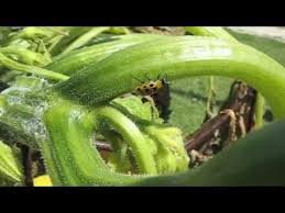 Some people, like tanya latty, an entomologist from the university of sydney, even love even the pest species we find in the city play a role in recycling leaf litter and other green waste. Pin On Garden Ideas