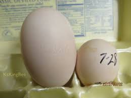 Pea Eggs Unusual Examples Peafowl Image Database