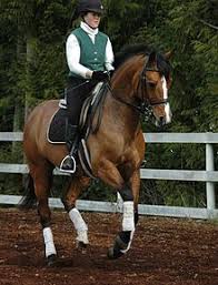 Accessoires et alimentation pour animaux, blog animaux Behindertenreitsport Wikipedia
