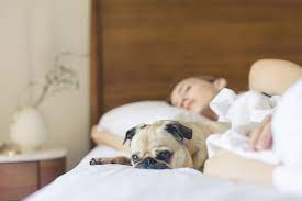 It uses your dog's body heat to warm the bed—a nice sleeping option for a cold night. Why Do Our Dogs Want To Sleep In Our Beds And Is It A Good Idea Born Free