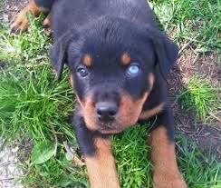Rottweiler Puppy Black And Brown Dogs Rottweiler Pictures And Photos 1 This Dog Has One Blue Eye And One Brown One Rottweiler Dog Rottweiler Puppies Dog Breeds Pictures