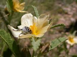 Image result for Sida ovata