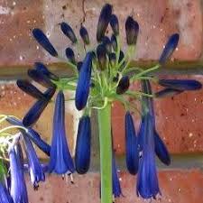 Image result for Ximenia afra