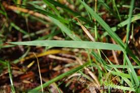 Image result for Lipocarpha atra