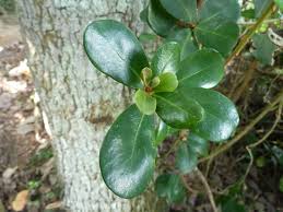 Image result for Mimusops afra