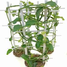 Image result for Ceropegia monteiroae