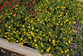 We did not find results for: Calibrachoa X Hybrida Calibrachoa Million Bells Mini Petunia Trailing Petunia North Carolina Extension Gardener Plant Toolbox