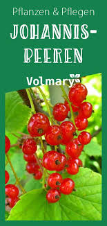 Pin Auf Beeren Pflanzen Pflegen Ernten Obstgeholze