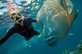 Best Diving Sites In Great Barrier Reef Australia Scuba Dive Reviews By Divezone