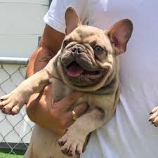 Lilac brindle carries fawn and the at gene. Frenchie Color Genetics Tato S Frenchies South Florida S Best French Bulldogs
