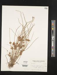 Image result for Schoenoplectiella senegalensis