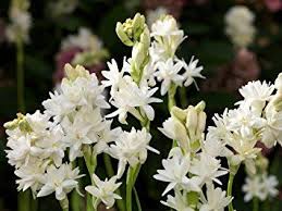 Amazon Com 3 Polianthes Tuberosa Double Flowering Tuberose Bunga Menanam Bunga Menanam