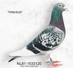 Resultado De Imagen De Van Den Eijnden Pigeons Pet Pigeon Racing Pigeon Lofts Racing Pigeons