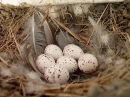 Birds That Lay Blue Eggs On The Ground Laying The First Twig With Images Barn Swallow Nest Bird Nest