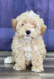 Maltipoo Puppies For Sale Reasonable Adoption Rates Maltipoo Puppy Maltipoo Puppies For Sale Puppy Adoption