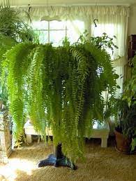 The foliage of this fern remains evergreen. Care For Indoor Ferns Horticulture Talk