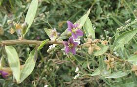 Image result for Lycium mascarenense