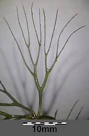 Image result for Ceratophyllum submersum