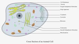 We did not find results for: Animal Cell Diagram Without Labels Animal Cell Diagram Numbered Hd Png Download Kindpng