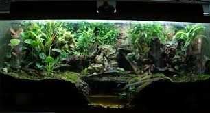 Pin On Paludarium
