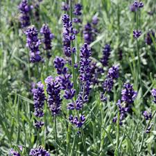 Die frage, wann lavendel blüht, lässt sich nicht pauschal beantworten, denn die blütezeit ist vor allem sortenabhängig. Lavendel Hidcote Blue Lavandula Angustifolia Hidcote Blue Native Plants