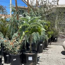 Image result for Kalanchoe brachyloba