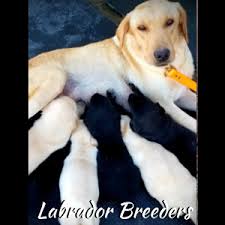 Brooks labradors retriever in colorado, breeding specialty winning black and yellow lab puppies breeder for show, pets, field co. Home Jeffco Kennels