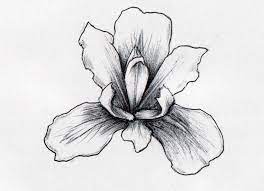 Iris Flower Iris Flower Tattoo Iris Tattoo Iris Drawing