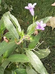 Image result for Psychotria sublyrata