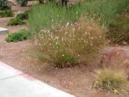 Bright white flowers with red sepals makes whirling butterflies the perfect whimsical specimen for your wildflower garden. Find Plants Gaura