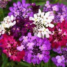 Candytuft Seeds Fairy Mix Flower Seeds In Packets Bulk Eden Brothers Flower Seeds Flower Seeds Online Flowers Perennials