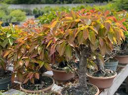 Image result for Ficus ingens