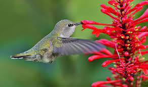 Flowers that attract hummingbirds can be the blooms of shrubs, perennials, trees and annuals. Attracting Butterflies To Your Miami Garden The 16 Best Butterfly Attracting Plants For South Florida