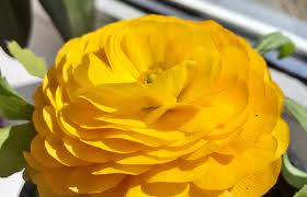 Image result for Ranunculus volkensii