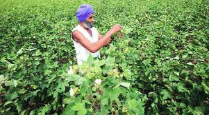 The genetic modification of crops has been a controversial issue since the first commercial production of gmf. Genetically Modified Technology Fiasco In The Name Of The Farmer India News The Indian Express