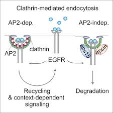 Clathrin is a protein that plays a major role in the formation of coated vesicles. Molecularly Distinct Clathrin Coated Pits Differentially Impact Egfr Fate And Signaling Sciencedirect