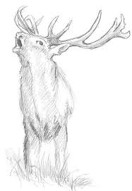 Grundlagen Tiere Zeichnen Lernen Tiere Zeichnen Zeichnungen Tiere Tiere Malen