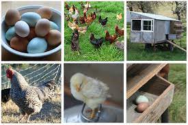 Peternakan ayam kampung kini semakin diminati tidak hanya dari pendatang baru atau pemula saja tetapi juga dari peternak ayam broiler, jelas roni, sapaan akrabnya kepada kompas.com, senin. Cara Mudah Menternak Ayam Kampung Ori Shawn Agro Farm