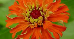 It Can Be Fun To Breed Your Own Zinnias Part 16 Annuals Forum Gardenweb Zinnias Flowers Plants