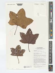 Image result for Triplochiton zambesiacus