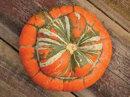 A Beautiful Squash Striped In Red Orange Green And White A Very Old Variety From France Pre 1820 Fine Thick Orange Flesh Good S Redkie Cvety Tykvy Tykva